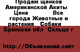 Продам щенков Американской Акиты › Цена ­ 25 000 - Все города Животные и растения » Собаки   . Брянская обл.,Сельцо г.